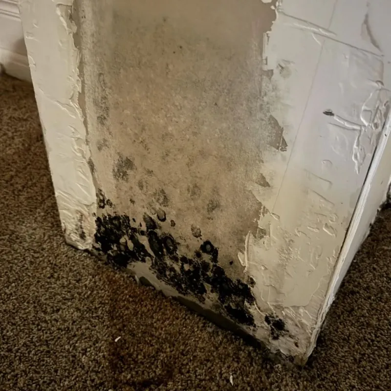 Professional Mold Removal in Saint Pauls, NC